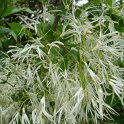 Chionanthus virginicus